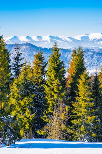 Fichtenwinterwald mit Blick auf die Berge