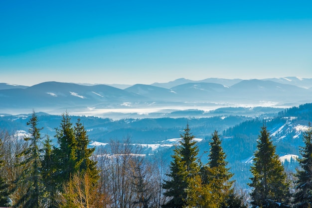 Fichtenwinterwald mit Blick auf die Berge