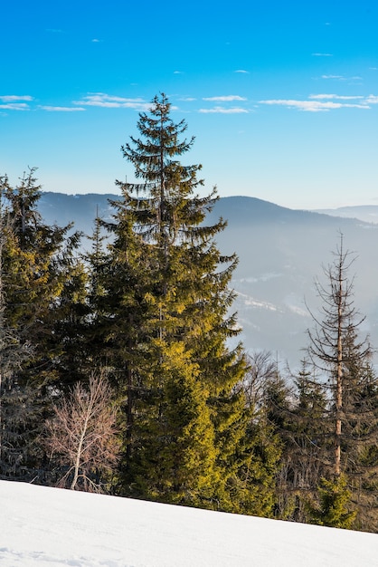 Fichtenwinterwald mit Blick auf die Berge