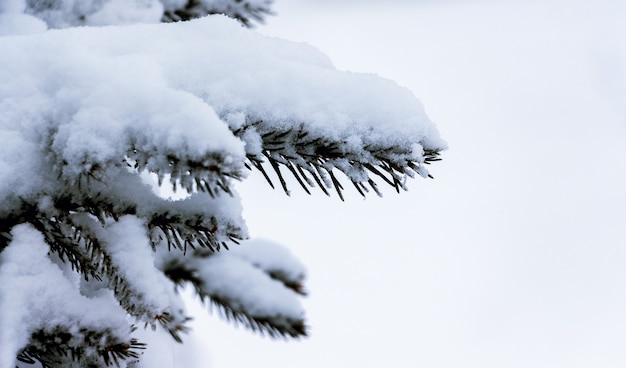 Fichtenzweig bedeckt mit einer dicken Schneeschicht auf weißem Hintergrund_