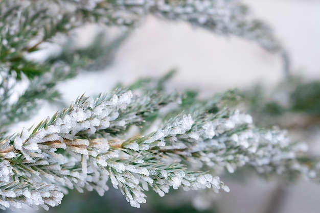 Fichtenzweig im Frost