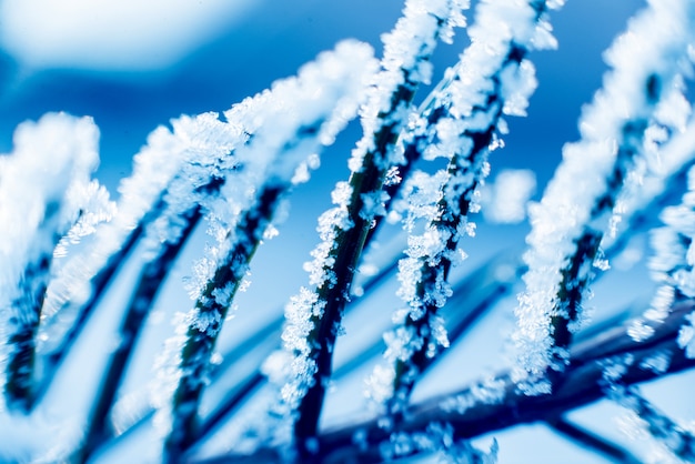 Fichtenzweig in der Schnee Nahaufnahme