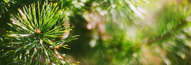 Fichtenzweige als abstrakter Naturhintergrund und natürliches Umweltkonzept