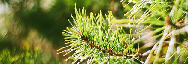 Fichtenzweige als abstrakter Naturhintergrund und natürliches Umweltkonzept