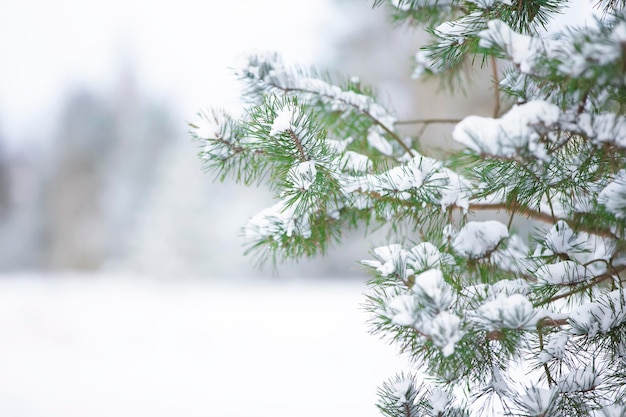 Fichtenzweige bedeckt mit weißem Schnee vor dem Hintergrund eines verschwommenen Waldes