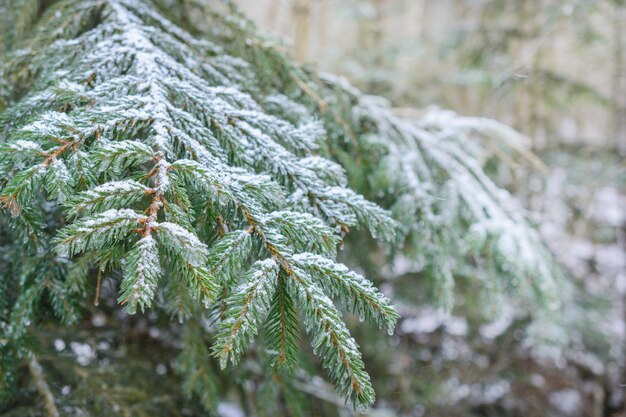 Fichtenzweige des Winterwaldes bedeckt mit Schnee