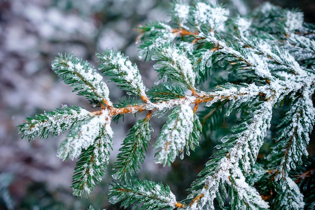 Fichtenzweige des Winterwaldes bedeckt mit Schnee