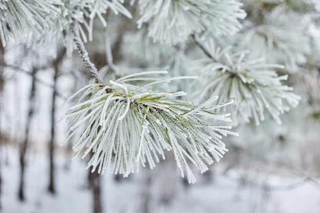 Fichtenzweige im Wald Natur Tapete Hintergrund Saison Herbst Winter kalt Frost Farbe blau