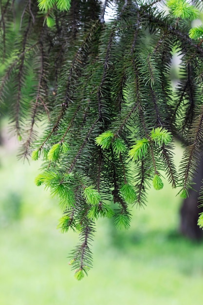 Fichtenzweige mit jungen Sprossen im Park. Ökologisches Konzept.