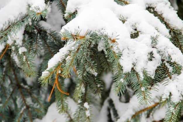 Fichtenzweige mit Schnee bedeckt