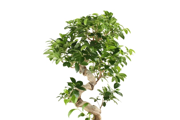 Ficus-Baum isoliert