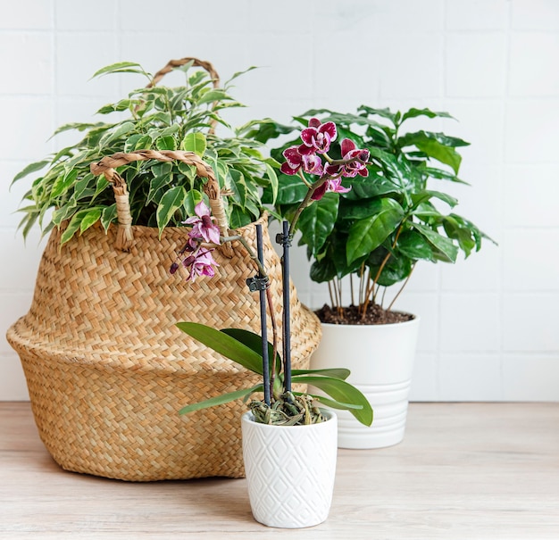 Ficus benjamin en una canasta de paja, flor de orquídea, plantas de interior sobre la mesa