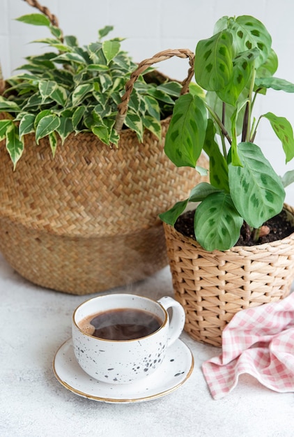 Ficus benjamin en una canasta de paja, maranta kerchoveana y una taza de café sobre la mesa