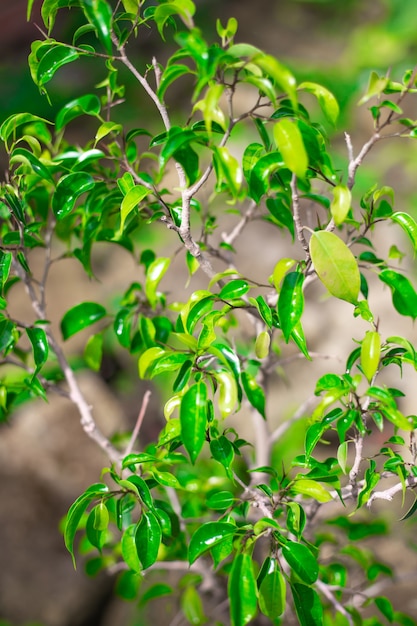 Ficus Benjamin con hojas de color verde brillante. Enfoque borroso.