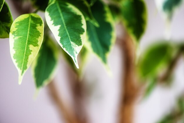 Ficus Benjamin in dem Topf, der im Fensterdichtungs-Stadtdschungelkonzeptnaturluftreinigerhauspflanzenporträt steht