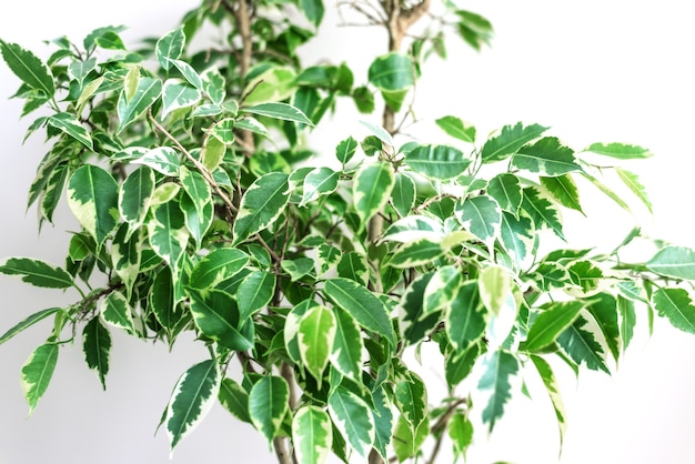 Ficus benjamin na panela em pé na janela selar o conceito de selva urbana purificador de ar natural retrato de planta de casa