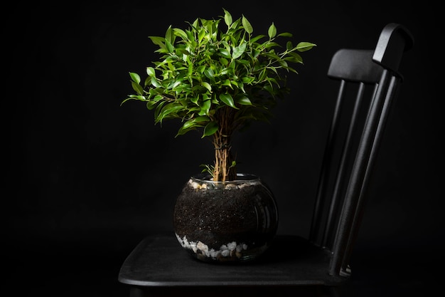 Ficus benjamina comumente chamado de buxo ou louro indiano em pote de vidro em cadeira barrada preta
