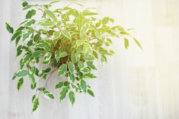 Ficus benjamina. Dekorativer Blumentopf, Zimmerpflanze.