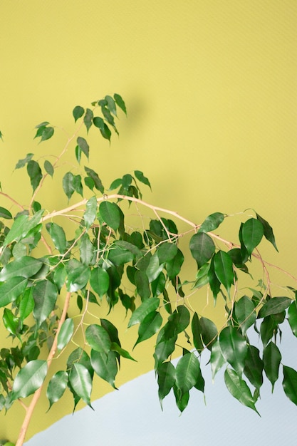 Ficus Benjamina frente a una pared colorida Concepto mínimo