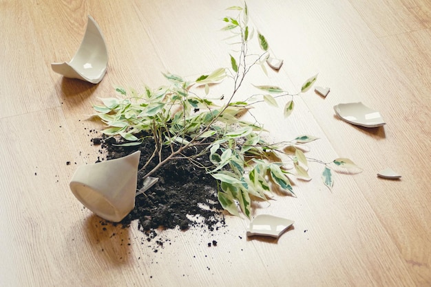 Ficus Benjamina ha caído al suelo, maceta rota, suciedad y trozos de maceta de cerámica