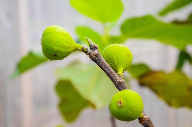 Ficus carica en la granja