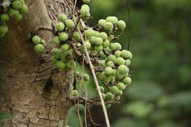 Foto ficus carica