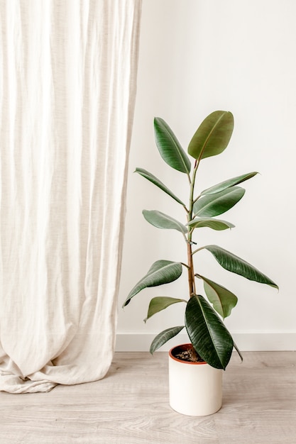 Ficus en casa en maceta en blanco