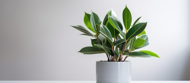 Ficus elastica robusta planta de interior con hojas verdes redondas y brillantes en una olla gris
