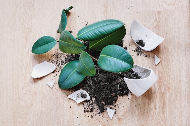 Ficus Elastica se espatifou no chão, pedaços de vaso de flores quebrado e terra