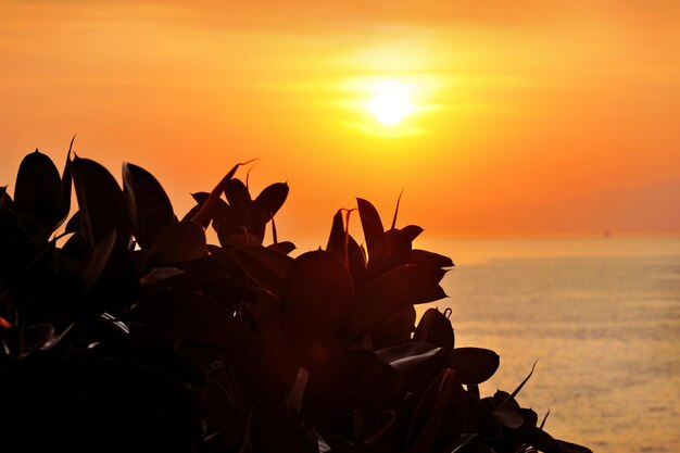 Ficus elastica Silhouette auf dem Hintergrund des Sonnenuntergangs mit Himmel und Meer im Hintergrund