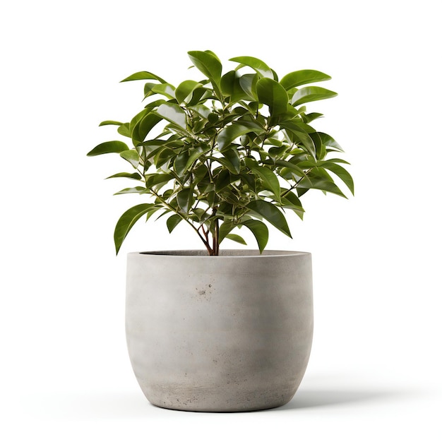 Ficus em pote isolado no fundo branco