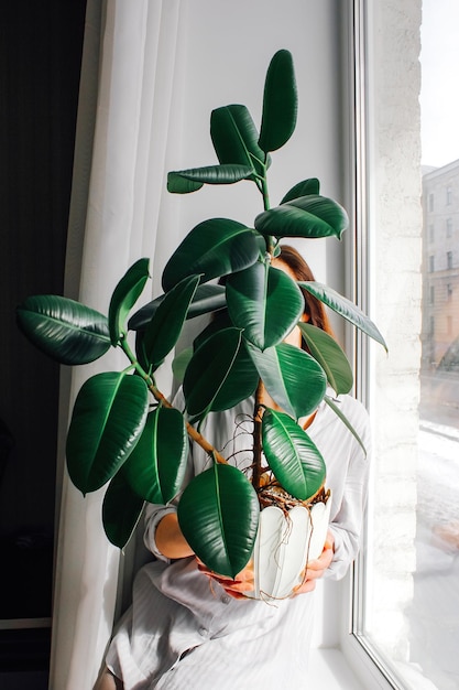 Ficus em uma panela de criação caseira de hobby de flores