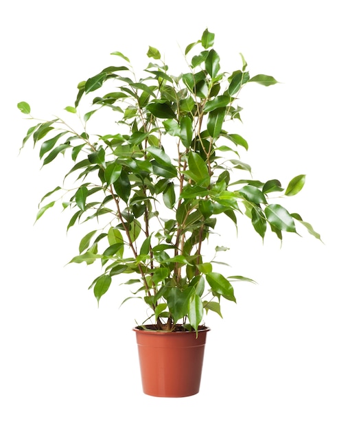 Ficus em uma panela em branco