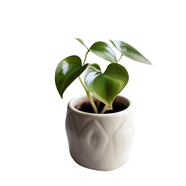 Ficus em vaso branco isolado em fundo branco com traçado de recorte