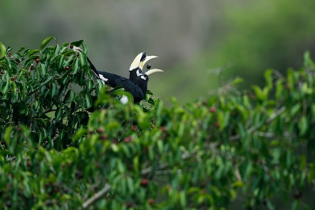 ficus es un excelente alimento de animales y pájaros