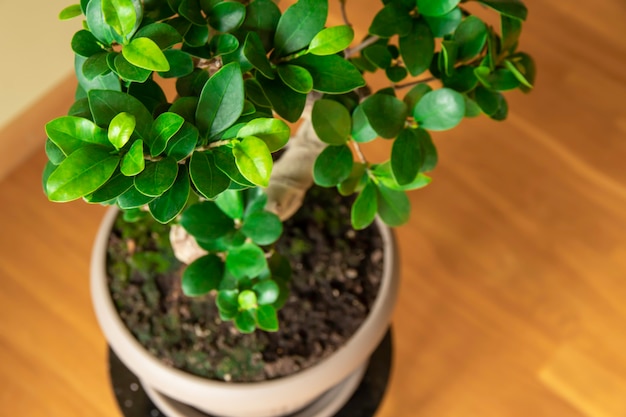 Ficus Ginseng Bonsai-Baum im Plastiktopf Ficus microphylla Ginseng Hauspflanze