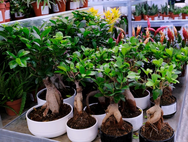 Ficus Ginseng Bonsai-Baum in einem Topf Pflege der heimischen Pflanze. Exotischer japanischer Baum, Nahaufnahme. Verkauf im Laden. Selektiver Fokus.