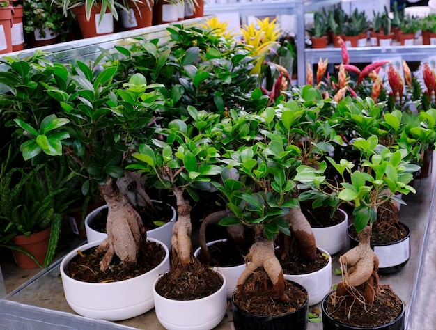 Ficus Ginseng Bonsai em uma panela Cuidando da planta doméstica. Árvore exótica japonesa, close-up. Venda na loja. Foco seletivo.