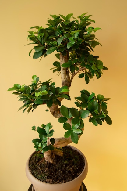 Ficus Ginseng Bonsai en maceta de plástico Ficus microphylla Ginseng Home plant