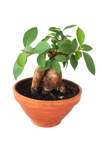 Ficus ginseng