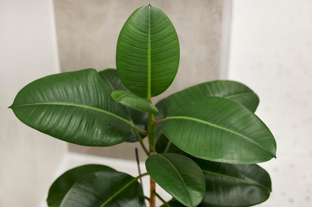 Ficus gomoso en una olla blanca contra una pared blanca. Elástico de goma Ficus en una olla blanca.