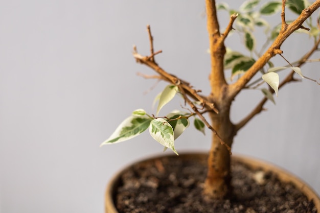 Ficus hat seine Blätter abgeworfen und treibt nach einer Dürre neue Blüten