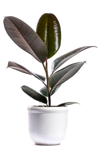 Ficus interior em uma panela em um fundo branco