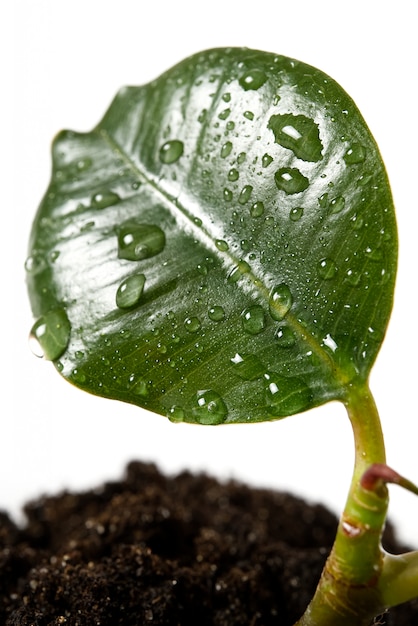 Ficus jovem ou planta de borracha com gotas de água isolado no branco