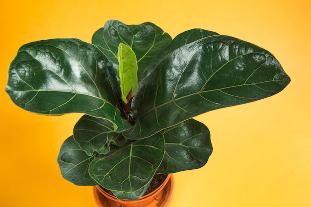 Ficus lirata bambino in einem Topf auf gelbem Hintergrund Wachsende Topfpflanzen grüne Wohnkultur Pflege und Anbau