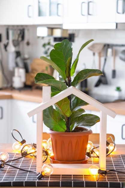 Ficus lirata in einem Topf im Inneren des Hauses, in der Küche, beleuchtet von Girlandenlampen und Miniatur eines Hausprojekts mit Schlüsseln, Topfpflanze im Gewächshaus, Immobilienmietversicherung