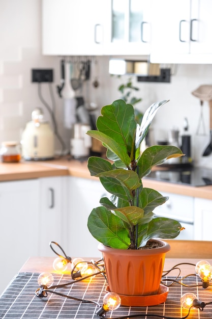 Ficus lirata in einem Topf im Inneren des Hauses in der von Girlandenlampen beleuchteten Küche Topfpflanze in einem Gewächshaus
