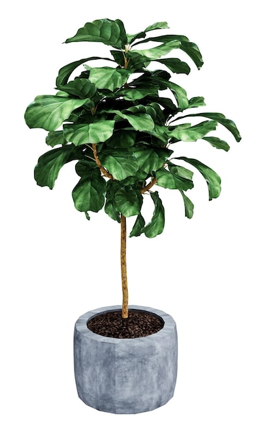 Ficus Lyrata aislado sobre fondo