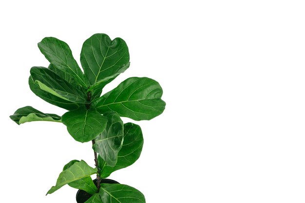 Ficus lyrata con grandes hojas verdes plantadas aisladas sobre un fondo blanco con espacio de copia