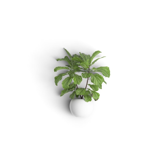 Ficus Lyrata Natures Elegancia Explorando hermosas flores aisladas sobre un fondo blanco